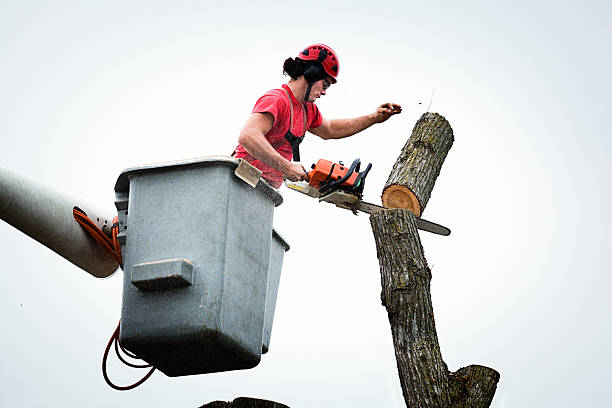 How Our Tree Care Process Works  in  Juneau, AK